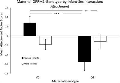 Variation in the Mu-Opioid Receptor (OPRM1) and Offspring Sex Are Associated With Maternal Behavior in Rhesus Macaques (Macaca mulatta)